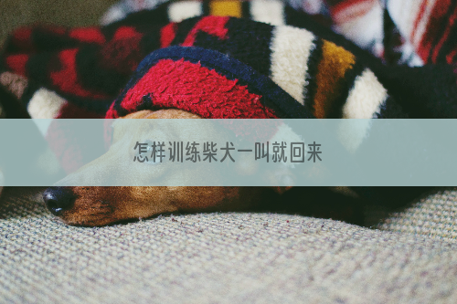 怎样训练柴犬一叫就回来
