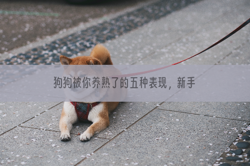 狗狗被你养熟了的五种表现，新手铲屎官必看！