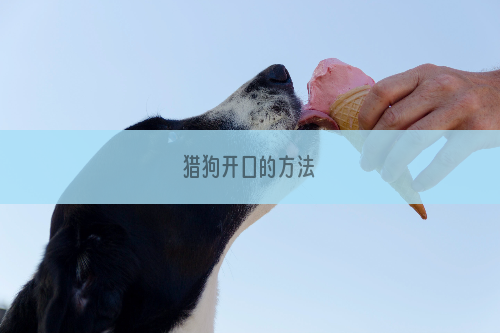 猎狗开口的方法