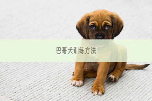 巴哥犬训练方法