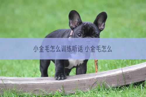小金毛怎么训练听话 小金毛怎么训练才听话的