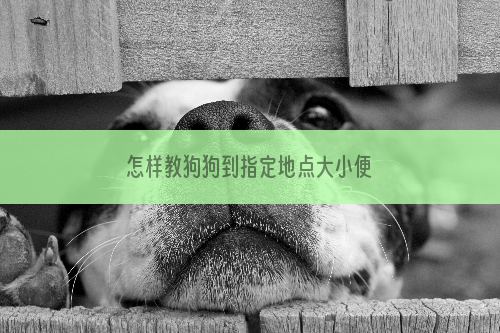 怎样教狗狗到指定地点大小便