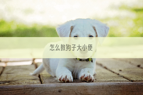 怎么教狗子大小便