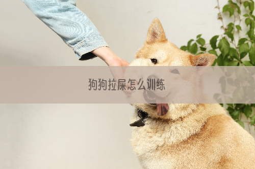 狗狗拉屎怎么训练
