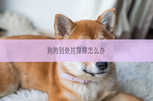 狗狗到处拉屎尿怎么办