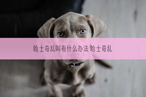 哈士奇乱叫有什么办法 哈士奇乱叫怎么办