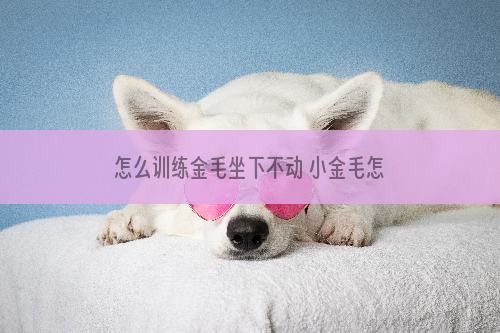 怎么训练金毛坐下不动 小金毛怎么训练坐下