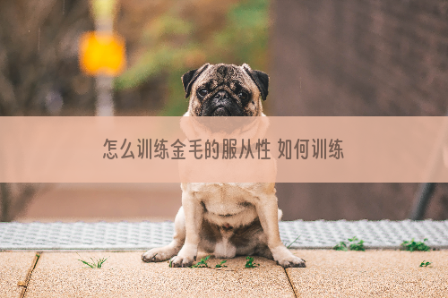 怎么训练金毛的服从性 如何训练金毛的服从性