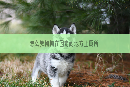 怎么教狗狗在固定的地方上厕所 怎样教狗狗在固定地方方便