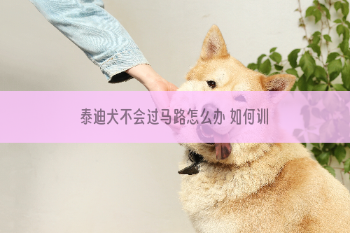 泰迪犬不会过马路怎么办 如何训练泰迪过马路