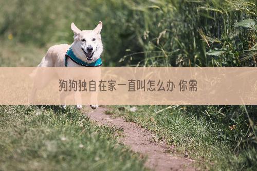 狗狗独自在家一直叫怎么办 你需要教它如何独处
