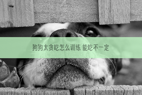 狗狗太贪吃怎么训练 能吃不一定是福