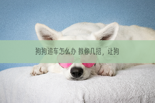 狗狗追车怎么办 教你几招，让狗狗避免发生悲剧