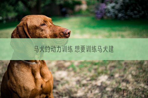 马犬的动力训练 想要训练马犬建立基本信任最关键了！