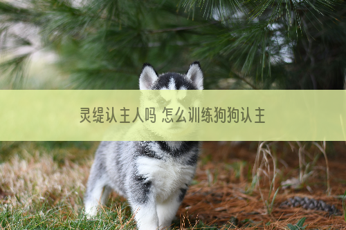 灵缇认主人吗 怎么训练狗狗认主人