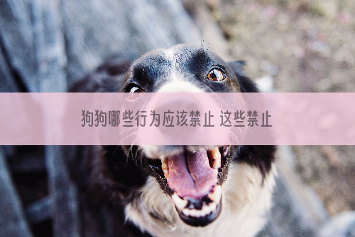 狗狗哪些行为应该禁止 这些禁止训练事关狗生安全