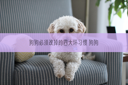 狗狗必须改掉的四大坏习惯 狗狗不听话怎么训练