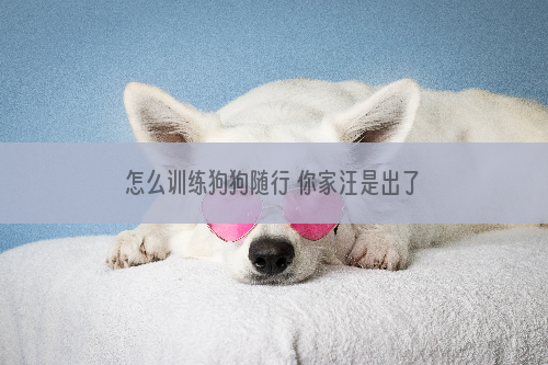 怎么训练狗狗随行 你家汪是出了名的撒手没吗