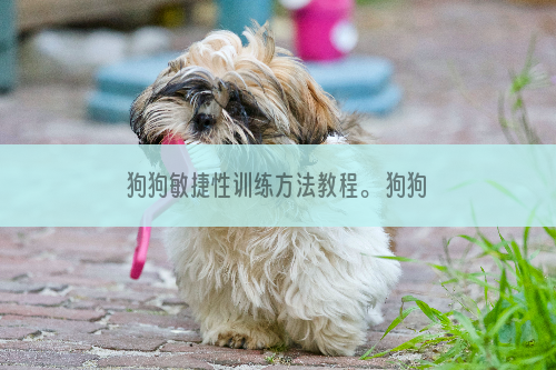 狗狗敏捷性训练方法教程。 狗狗敏捷性也需要训练？