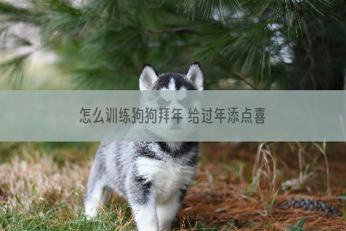 怎么训练狗狗拜年 给过年添点喜气