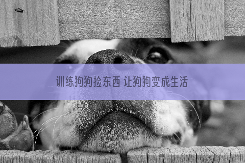 训练狗狗捡东西 让狗狗变成生活好助手