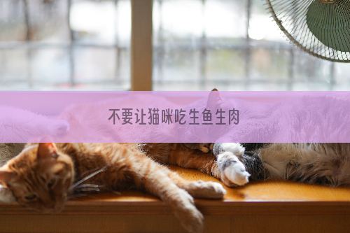 不要让猫咪吃生鱼生肉