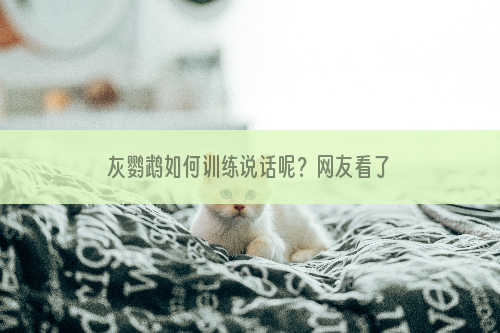灰鹦鹉如何训练说话呢？网友看了就会了 