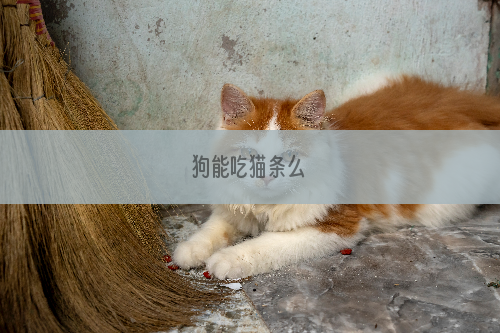 狗能吃猫条么