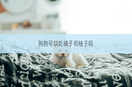 狗狗可以吃橘子和柚子吗