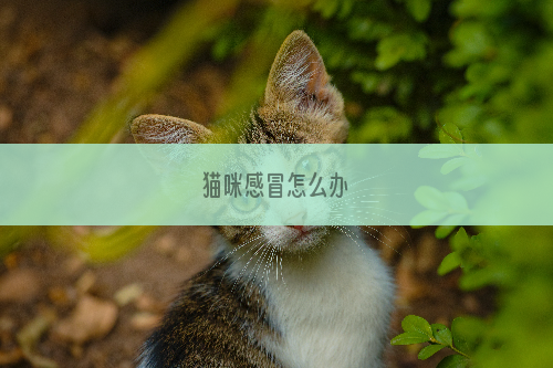 猫咪感冒怎么办