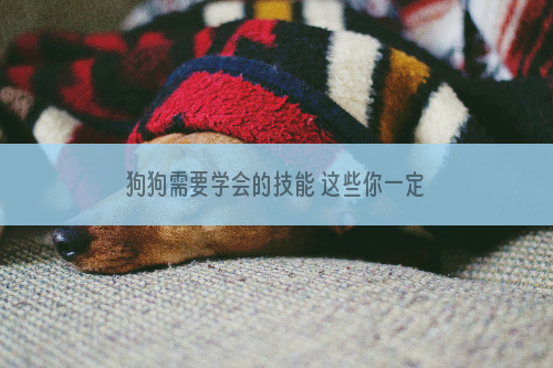 狗狗需要学会的技能 这些你一定要知道