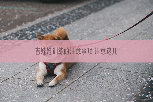 吉娃娃训练的注意事项 注意这几点给你一个乖巧的吉娃娃