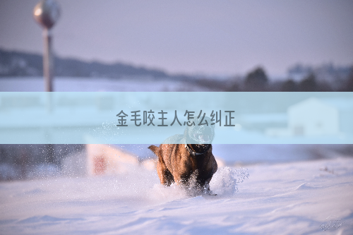 金毛咬主人怎么纠正