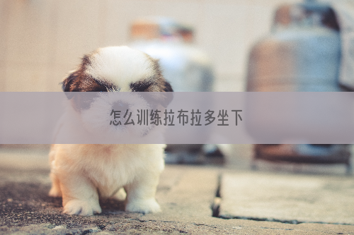 怎么训练拉布拉多坐下