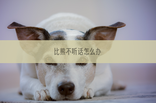 比熊不听话怎么办