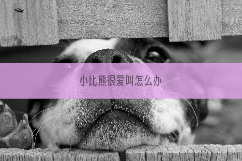 小比熊很爱叫怎么办