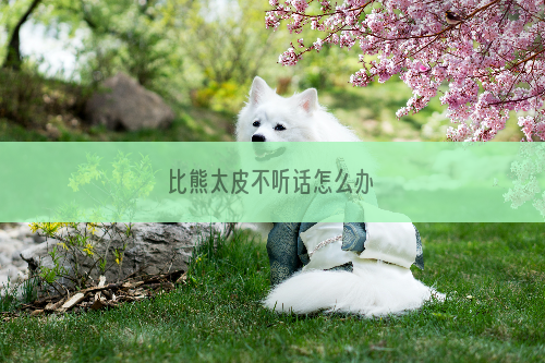 比熊太皮不听话怎么办