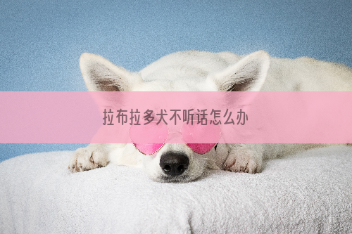 拉布拉多犬不听话怎么办