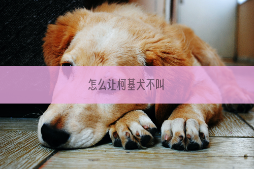 怎么让柯基犬不叫