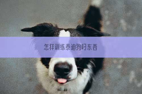 怎样训练泰迪狗叼东西