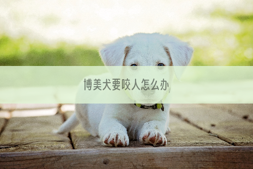 博美犬要咬人怎么办