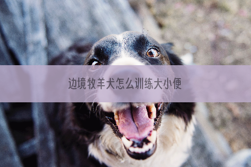 边境牧羊犬怎么训练大小便