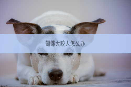 蝴蝶犬咬人怎么办