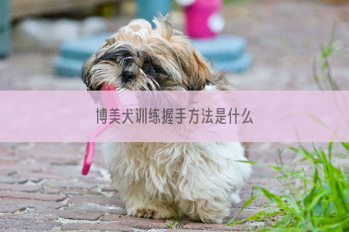 博美犬训练握手方法是什么