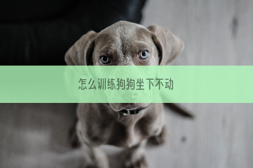 怎么训练狗狗坐下不动