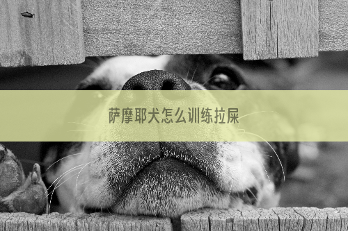 萨摩耶犬怎么训练拉屎