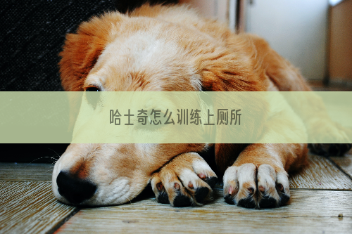 哈士奇怎么训练上厕所