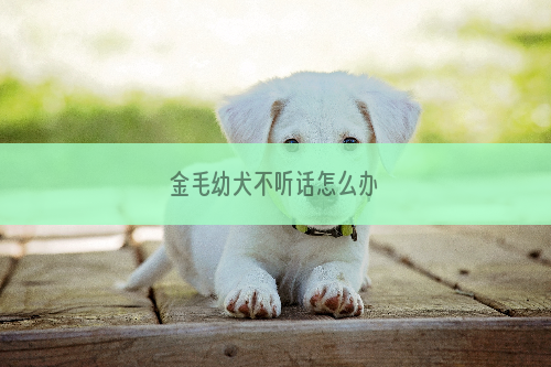 金毛幼犬不听话怎么办