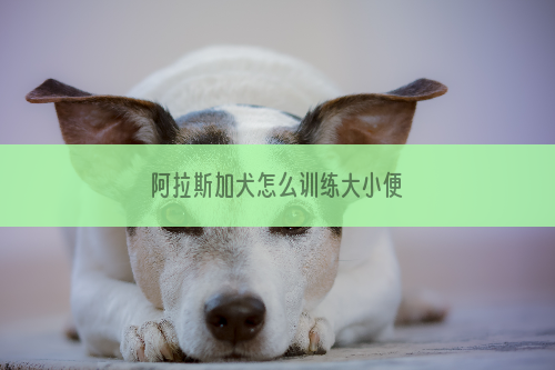 阿拉斯加犬怎么训练大小便