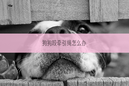 狗狗咬牵引绳怎么办